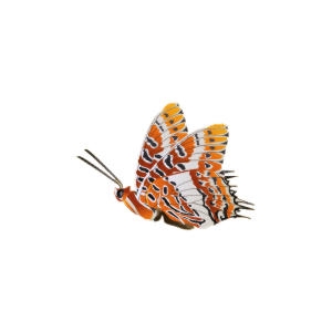 White Barred Charaxes Butterfly